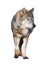 Wolf standing grey full size cute