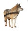 Wolf standing grey full size cute