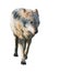 Wolf standing grey full size cute