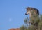 A wolf standing near a desert bush with the moon in the distance