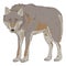 Wolf Standing Vector Cartoon Illustration