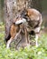 Wolf stock photos. Image. Picture. Portrait. Endangered species. Red wolf close-up profile view. Tree background