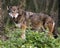 Wolf stock photos. Image. Picture. Portrait. Red wolf close-up profile view. Bokeh background. Foliage foreground. Endangered