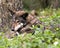 Wolf stock photos. Image. Picture. Portrait. Red wolf head close-up profile view. Foliage foreground and bokeh background.