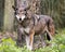 Wolf stock photos. Image. Picture. Portrait. Red Wolf. Looking at camera. Bokeh background. Endangered species