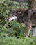 Wolf Stock Photos. Red Wolf. Image. Picture. Portrait.  Close-up profile view with foliage background and foreground