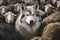 Wolf surrounded by sheep. AI generative