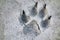 Wolf Track Prints Canadian Rocky Mountain Wilderness