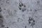 Wolf Track Prints Canadian Rocky Mountain Wilderness