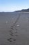 Wolf tracks on Alaskan beach