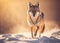 Wolf Walking on Snow at Sunset .AI generated Illustration