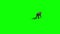 Wolf walks green screen back 3D rendering animation