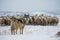 wolf watching over flock of sheep in snowy pasture