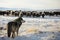 wolf watching over flock of sheep in snowy pasture