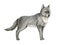 Wolf watercolor illustration. Grey arctic wolf animal hand drawn image. Wildlife Canada, Taiga forest predator. Single
