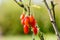 Wolfberry or Goji berry. Ripe berries on the branch.