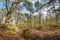 Wolfhezer heath nature momument area in Gelderland, Netherlands