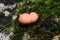 Wolfs milk, Lycogala epidendrum slime mould macro, selective focus