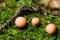 Wolfs milk, Lycogala epidendrum slime mould macro, selective focus