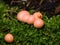 Wolfs milk, Lycogala epidendrum slime mould macro, selective focus