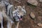 Wolfs in Parc Omega Canada