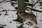 Wolfs on the snow, National Park Sumava.