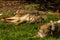Wolfs in Wildpark Neuhaus