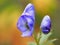 Wolfsbane flower