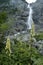 Wolfsbane flowers