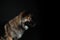 Wolfsspitz dog looks sideways in profil on black background