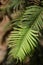 Wollemi Pine