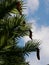 Wollemi Pine with Cones