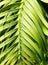 Wollemi pine living fossil plant