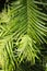 Wollemi pine living fossil plant