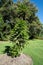 Wollemi pine or wollemia nobilis a coniferous tree in Adelaide botanic gardens SA Australia