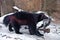 Wolverine beast in the snow, drags the prey, it is a dead crow