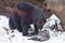 Wolverine beast in the snow, drags the prey, it is a dead crow