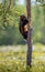 Wolverine climbing on the pine tree. Sunset light.