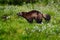 Wolverine in cotton grass in Finland Nature. Running tenacious Wolverine in Finland tajga. Wildlife scene from north of Europe. Da