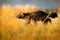 Wolverine in Finnish taiga. Wildlife scene from nature. Rare animal from north of Europe. Wild Running wolverine in autumn golden