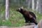 Wolverine (gulo gulo) sitting