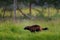Wolverine running  in Finnish taiga. Wildlife scene from nature. Rare animal from north of Europe. Wild wolverine in summer grass