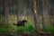 Wolverine running  in Finnish taiga. Wildlife scene from nature. Rare animal from north of Europe. Wild wolverine in summer grass