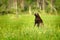 Wolverine standing in Finnish taiga. Wildlife scene from nature. Rare animal from north of Europe. Wild wolverine in summer green