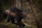 Wolverine walking in the forest