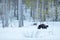 Wolverine in winter with snow. Running rare mammal in Finnish taiga. Wildlife scene from nature. Brown animal from north of Europe