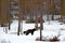 Wolverine in winter with snow. Running rare mammal in Finnish taiga. Wildlife scene from nature. Brown animal from north of Europe