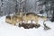Wolves (Canis lupus) Circle Around Body of White-Tail Deer Winter