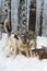 Wolves (Canis lupus) Rub Faces at Body of White-Tail Deer Winter