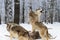 Wolves (Canis lupus) Stand Together on Deer Body Howling Winter
